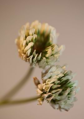 Trifolium flower close up
