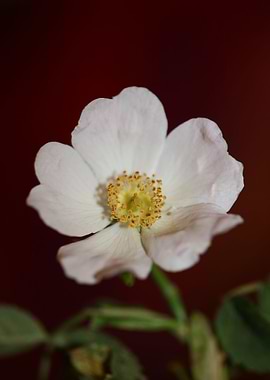 White rosa flower blossoms