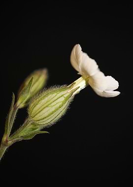 Silene flowering close up