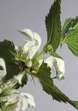 Lamium flowering close up