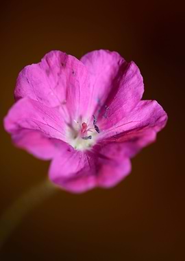 Geranium blossoms close up