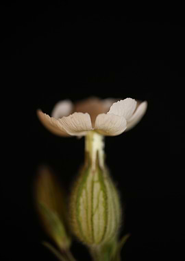 Silene latifolia flowering