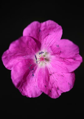 Geranium sanguineum flower