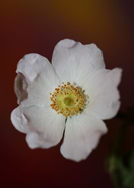 Rosa flower blossom macro