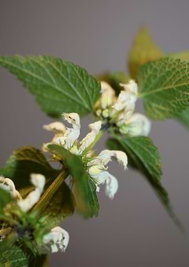 Lamium flowering close up
