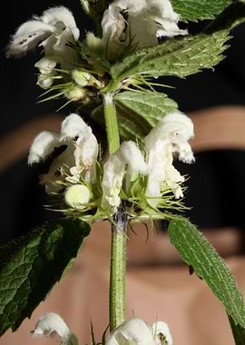 Lamium flowering close up