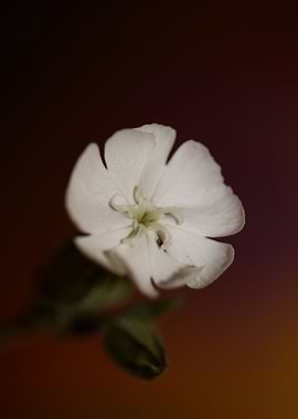 Silene flowering close up