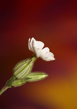 Silene flower blossoming