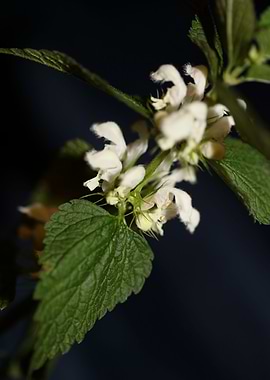 Lamium flowering close up