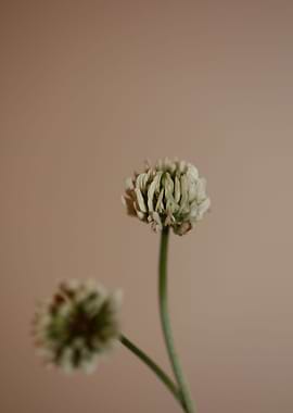 Trifolium flowering macro