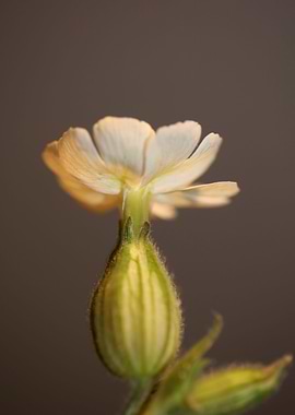 Silene flowering close up