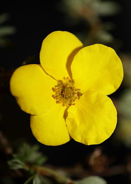 Yellow wild flower blossom
