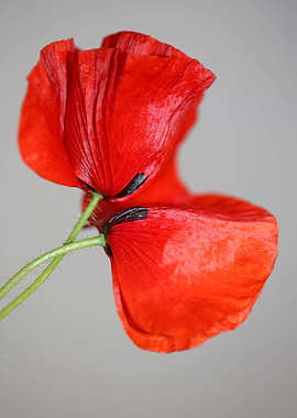 Papaver flowering close up