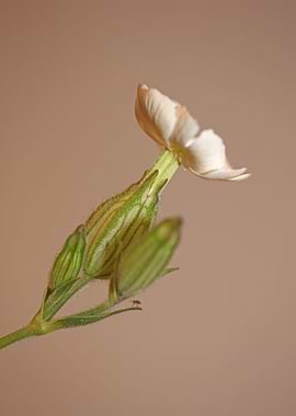 Silene flowering macro