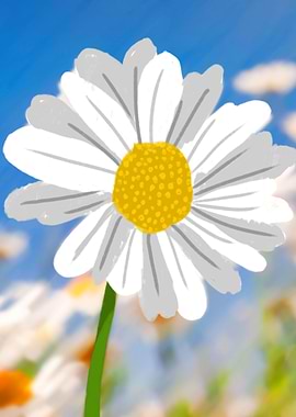 Beautiful Daisy Flowers