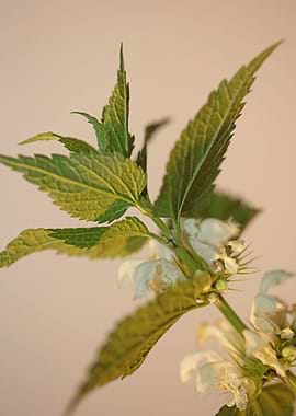 Lamium flowering close up
