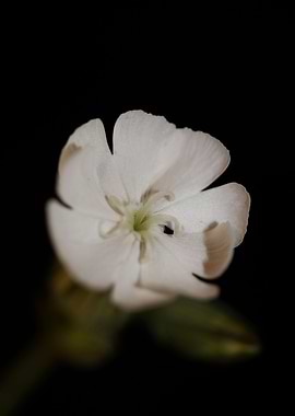 Silene flower blossoming