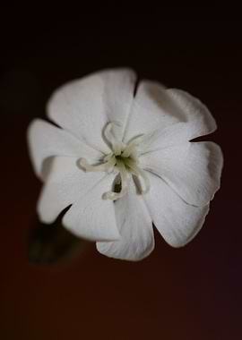 Silene flowering close up