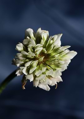 Trifolium flower close up