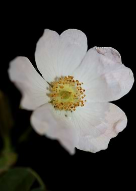 Wild white flower blossom