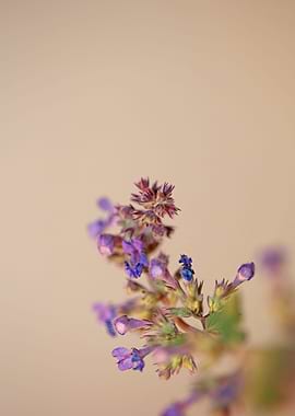 Nepeta flowering close up