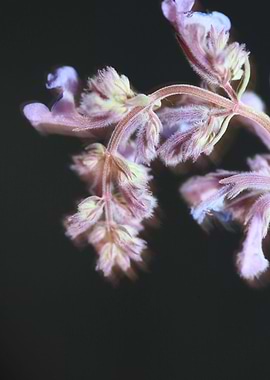Nepeta flowering close up