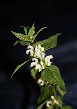 Lamium flowering close up