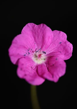 Geranium sanguineum flower
