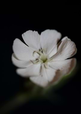 Silene flower blossoming