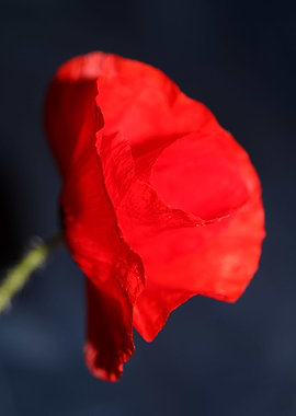 Papaver flowering close up
