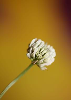 Trifolium flower blossom