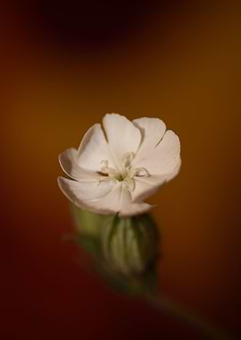 Silene flowering close up