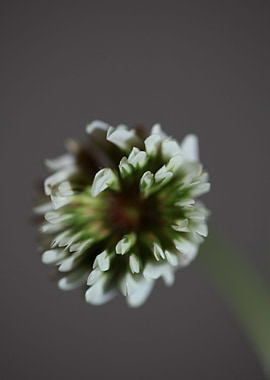 Trifolium flowering macro