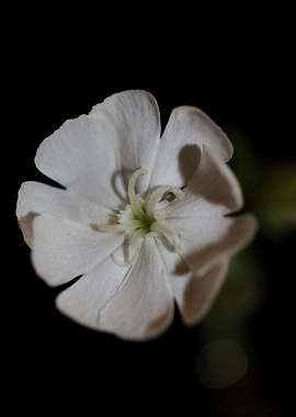 Silene latifolia flowering