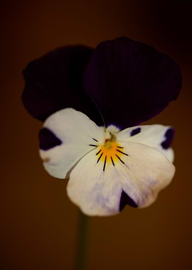 Viola flower blossoming