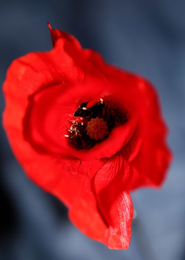Papaver flowering close up