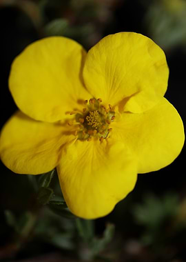 Dasiphora fruticosa flower