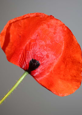 Red wild papaver flowering