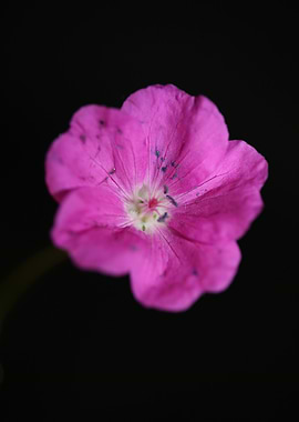 Pink flower blossom macro
