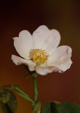 Rosa flower blossom macro
