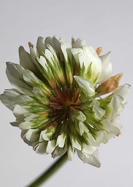 Trifolium flower blossom