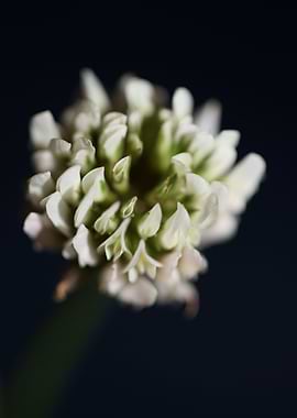 Trifolium flowering macro