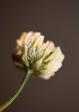 Trifolium flower close up