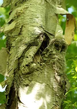Baby owl camo