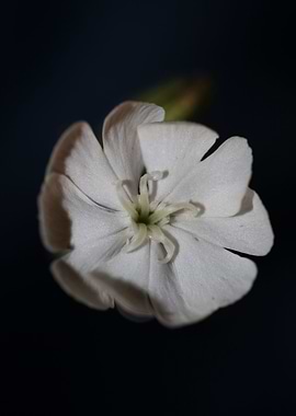 Silene flowering close up