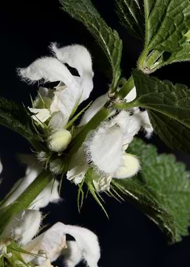 Lamium album flower macro