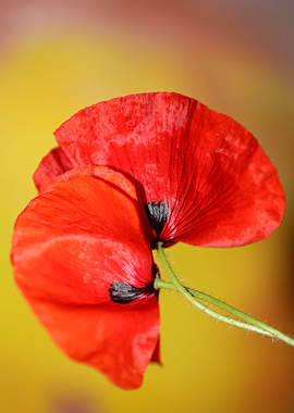 Papaver flowering close up