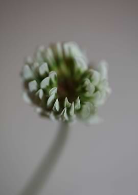 Trifolium flowering macro