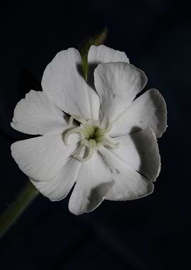 Silene flowering close up
