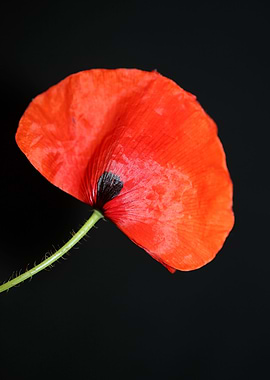 Papaver flower blossoming